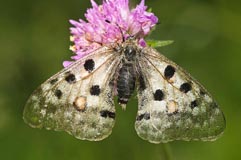 Apollofalter  - Zum Vergroessern klicken!